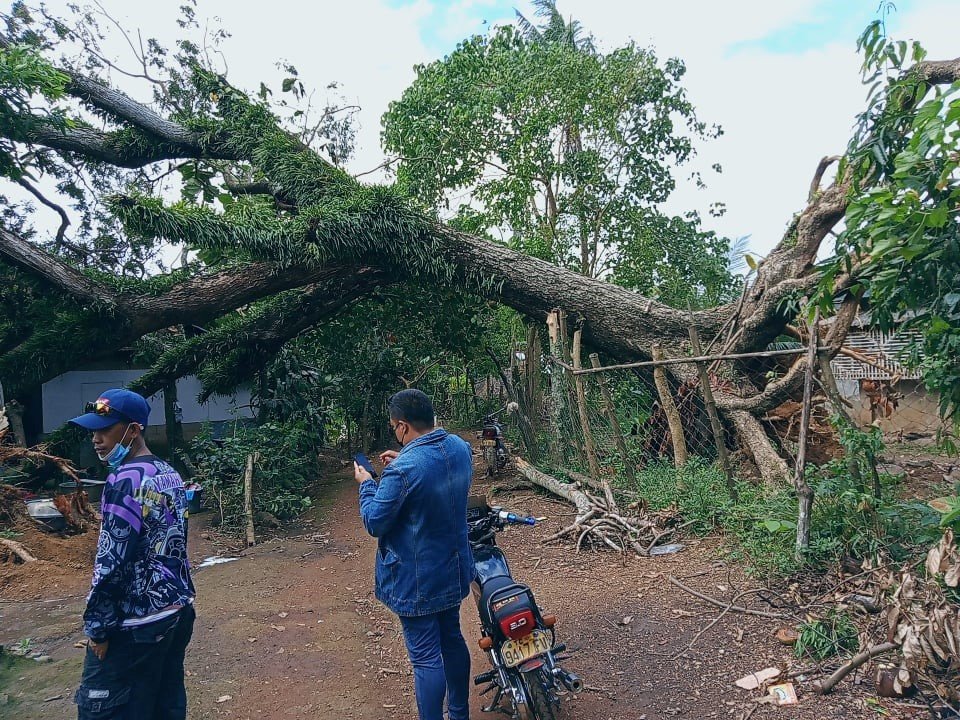 Massive, uprooted trees were lying on top of the ruins of homes in the immediate aftermath of a super typhoon that struck the Philippines shortly before Christmas.